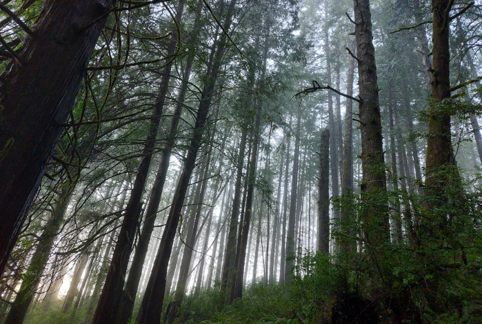 photo of a lush coastal rainforest taken by the author